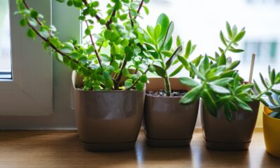 ideal home environment for succulents - green plant on brown clay pot