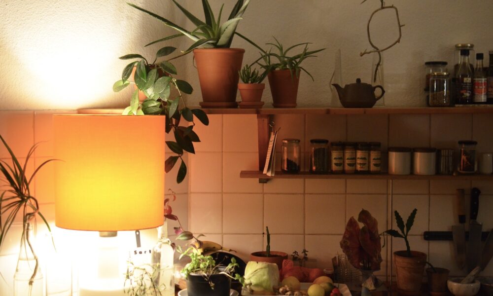 illuminated succulent displays - Lamp illuminating kitchen with assorted tropical plants on shelf above natural ingredients and jars at home