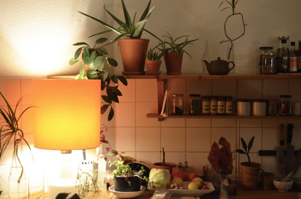 illuminated succulent displays - Lamp illuminating kitchen with assorted tropical plants on shelf above natural ingredients and jars at home