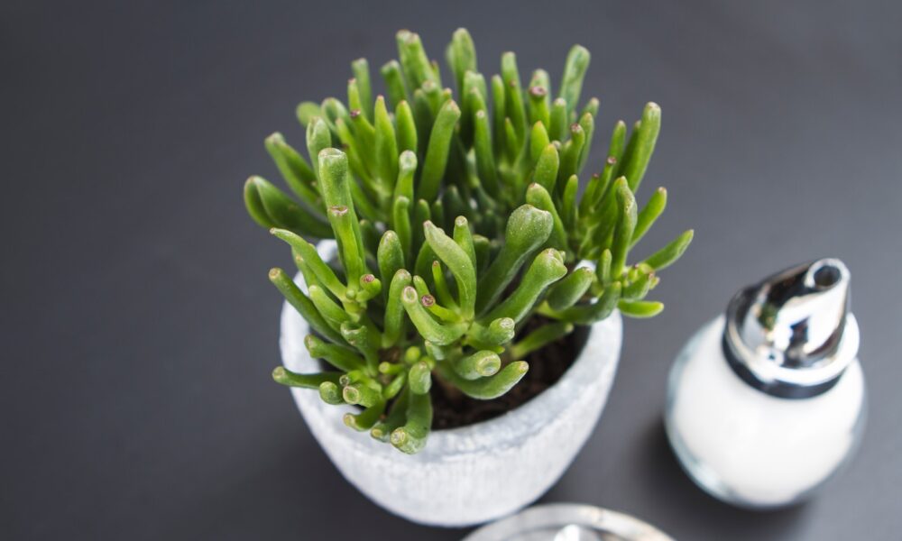 indoor succulent - closeup photography of green plant