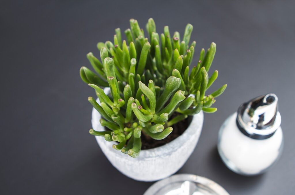 indoor succulent - closeup photography of green plant