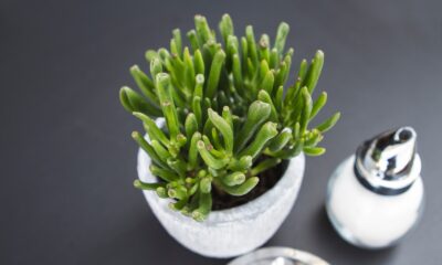 indoor succulent - closeup photography of green plant