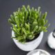 indoor succulents - closeup photography of green plant