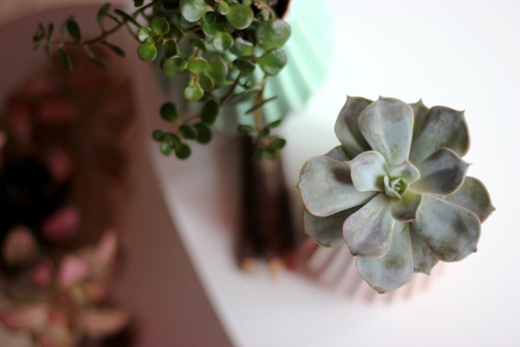 indoor succulents - selective focus photography of green blooming succulent plant