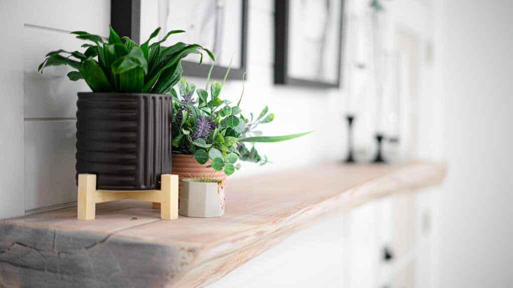 indoor succulents - a potted plant sitting on top of a wooden shelf