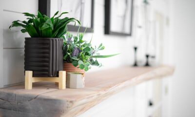 indoor succulents - a potted plant sitting on top of a wooden shelf