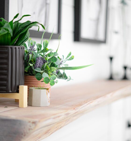 indoor succulents - a potted plant sitting on top of a wooden shelf