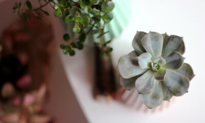 indoor succulents - selective focus photography of green blooming succulent plant