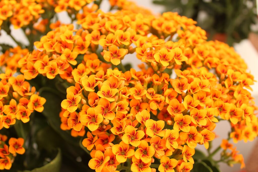 kalanchoe - yellow and red flower in close up photography