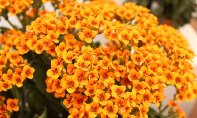 kalanchoe - yellow and red flower in close up photography