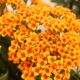 kalanchoe - yellow and red flower in close up photography