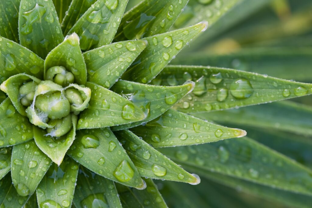 keeping outdoor succulents hydrated - close-up photography of green leaf plant