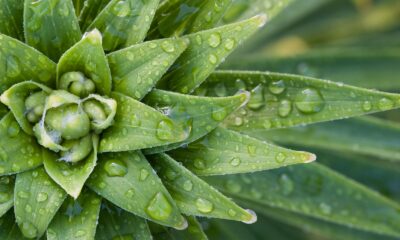 keeping outdoor succulents hydrated - close-up photography of green leaf plant