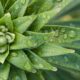 keeping outdoor succulents hydrated - close-up photography of green leaf plant