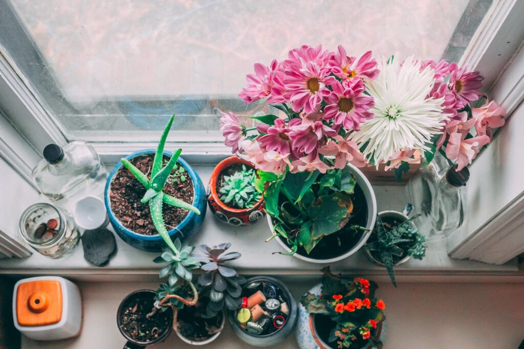 kitchen succulents - assorted-color petaled flowers near white wooden window