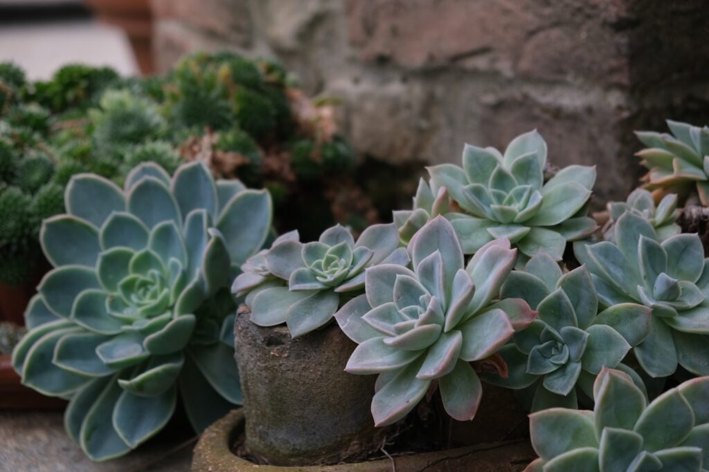 landscape design - a group of plants in a pot