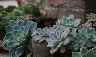 landscape design - a group of plants in a pot