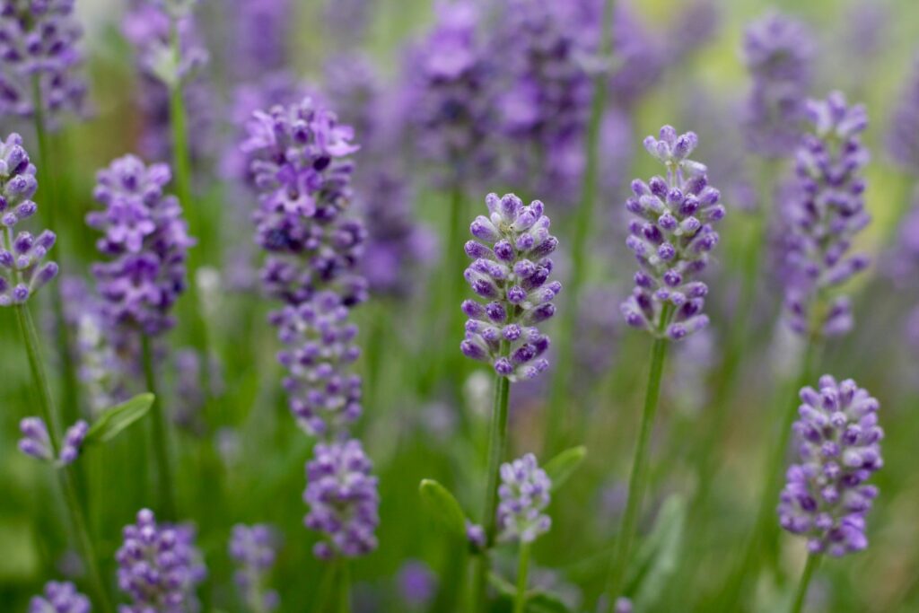 lavender - a close up of purple flowers