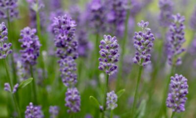 lavender - a close up of purple flowers