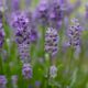 lavender - a close up of purple flowers