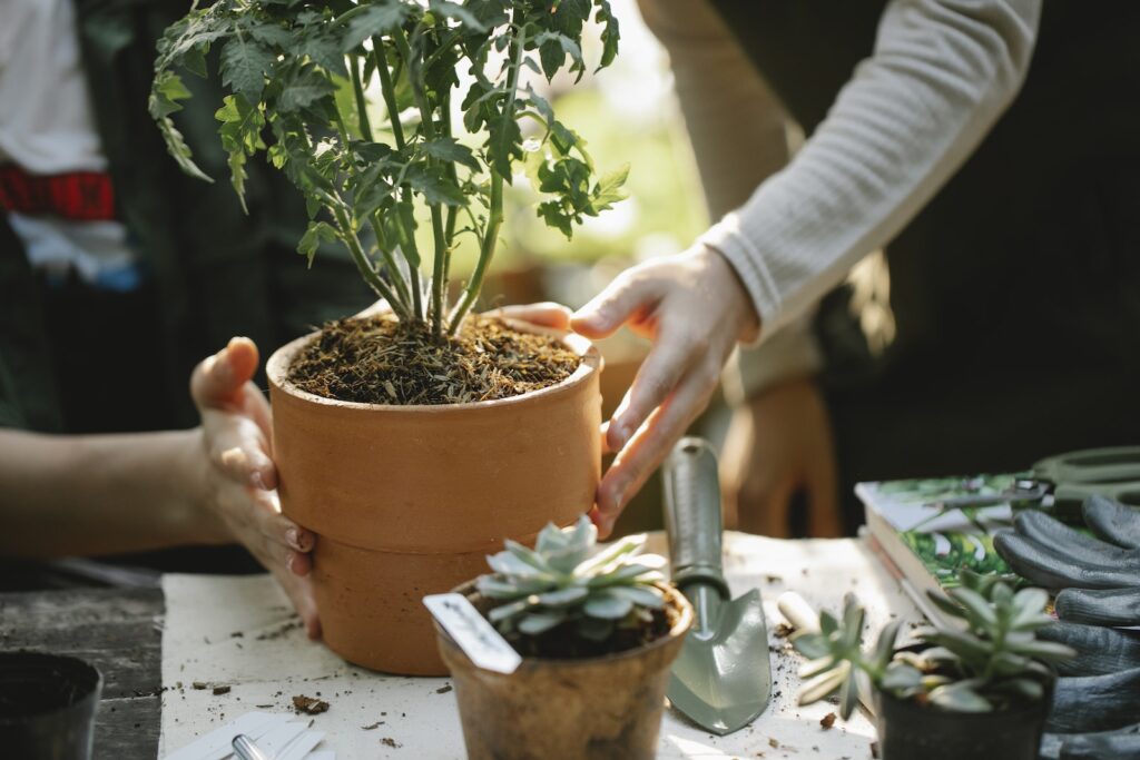 leaf miners on succulents - Crop anonymous female colleagues cultivating green plants in pots at table with spade in garden