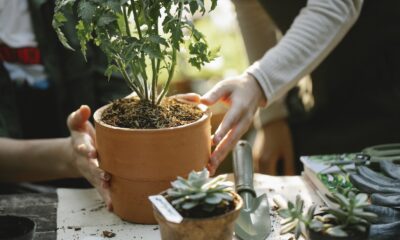 leaf miners on succulents - Crop anonymous female colleagues cultivating green plants in pots at table with spade in garden