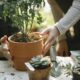 leaf miners on succulents - Crop anonymous female colleagues cultivating green plants in pots at table with spade in garden