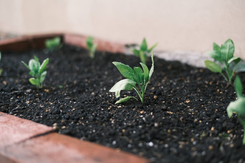 loam soil - a close up of a plant growing in a pot