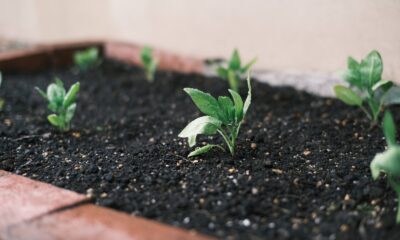 loam soil - a close up of a plant growing in a pot