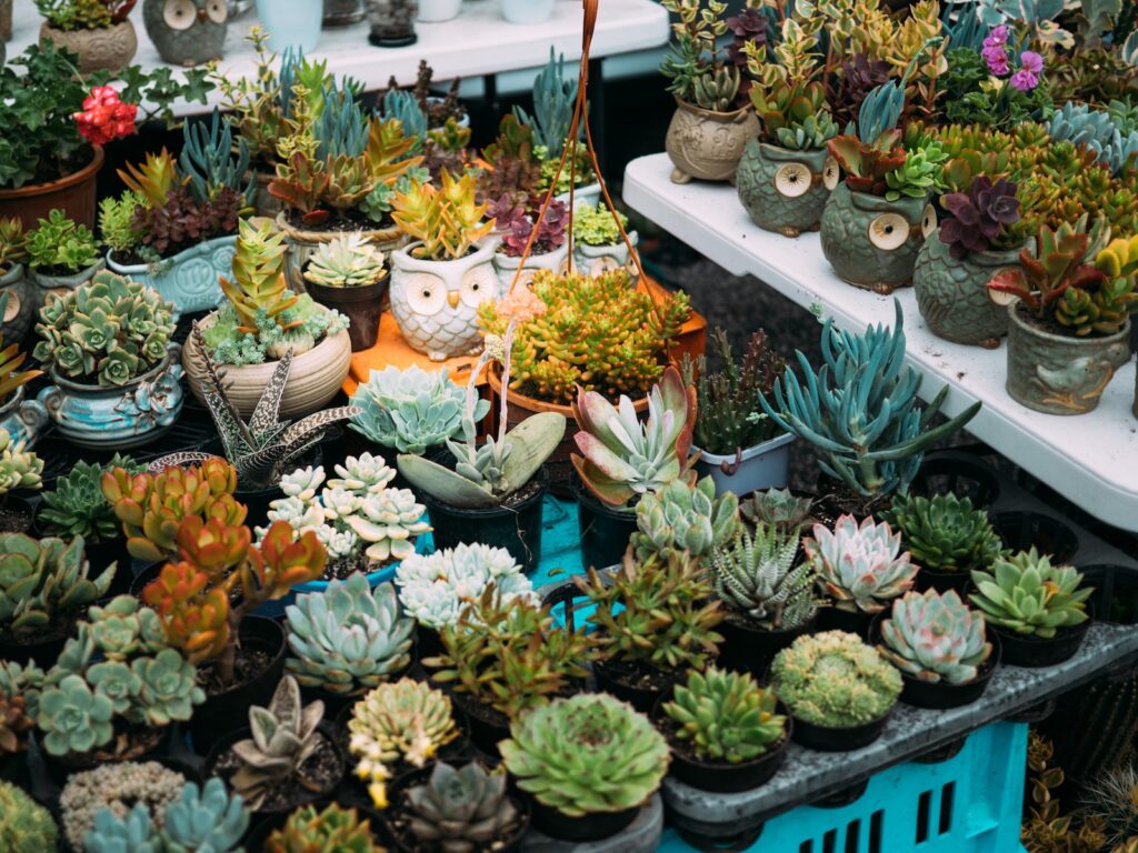 local succulent shopping - assorted potted succulents