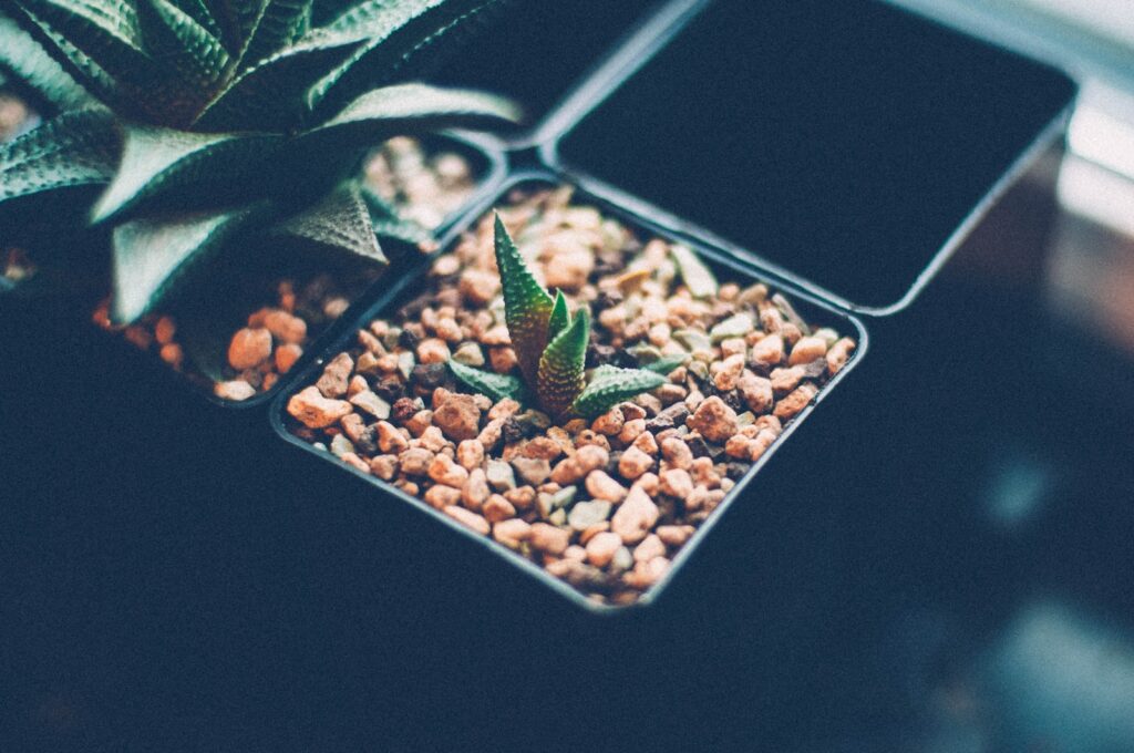 low light succulents - green grasshopper on brown stones