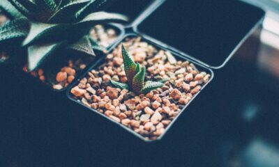 low light succulents - green grasshopper on brown stones