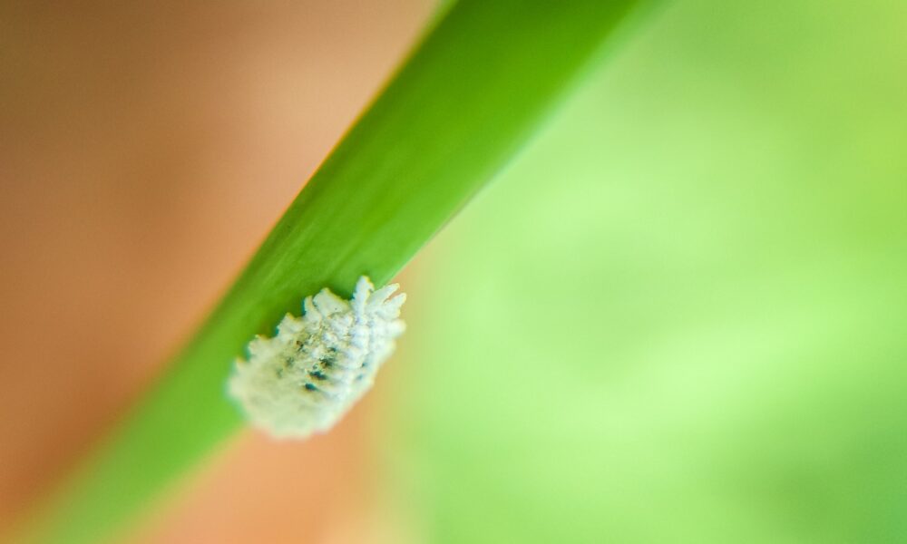 mealybug - Macro Photography of a Mealybug
