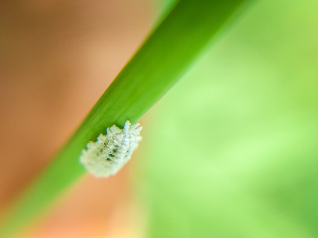 mealybug - Macro Photography of a Mealybug