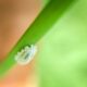 mealybug - Macro Photography of a Mealybug