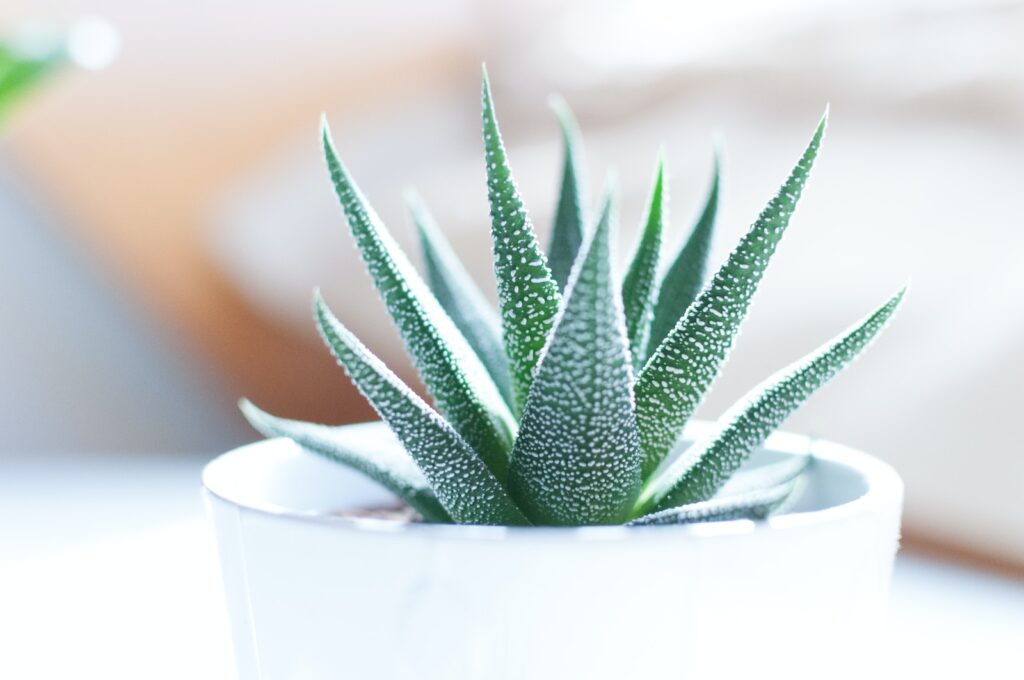 Aloe vera plant inside white pot medicinal succulent