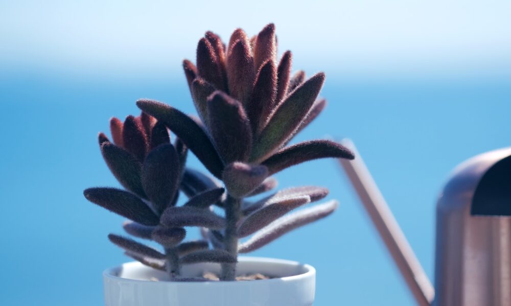 medicinal succulents - a small potted plant sitting on top of a table