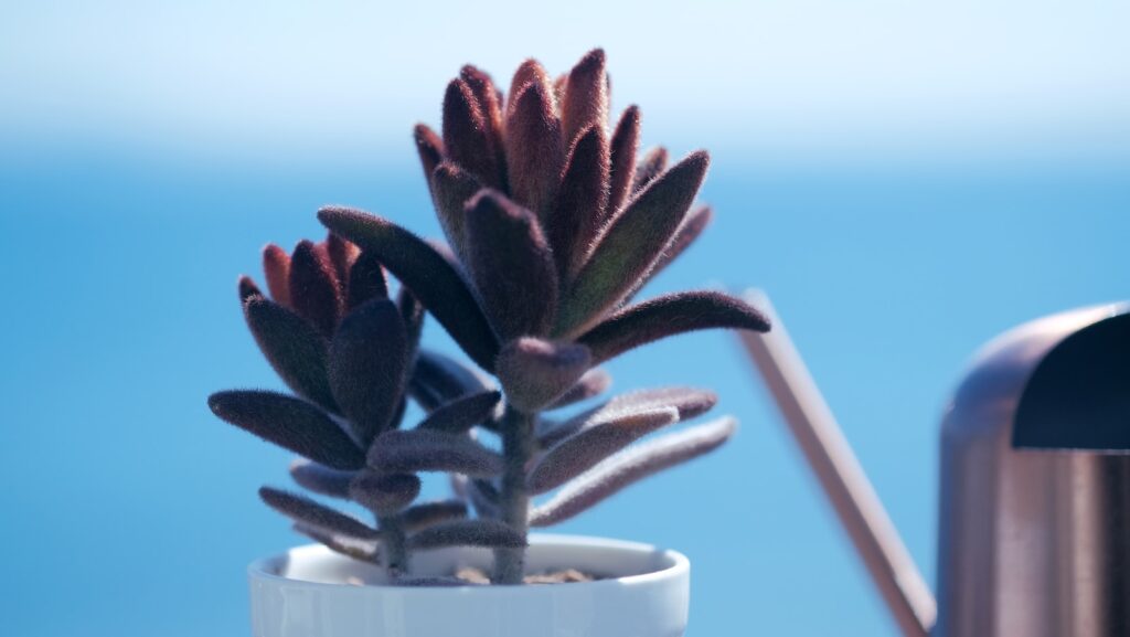 medicinal succulents - a small potted plant sitting on top of a table