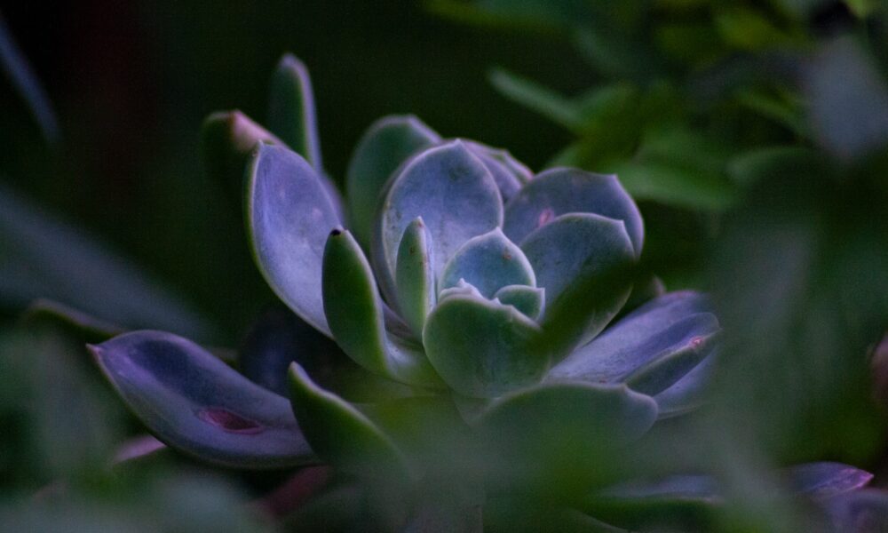 micro succulents - a close up of a plant with green leaves