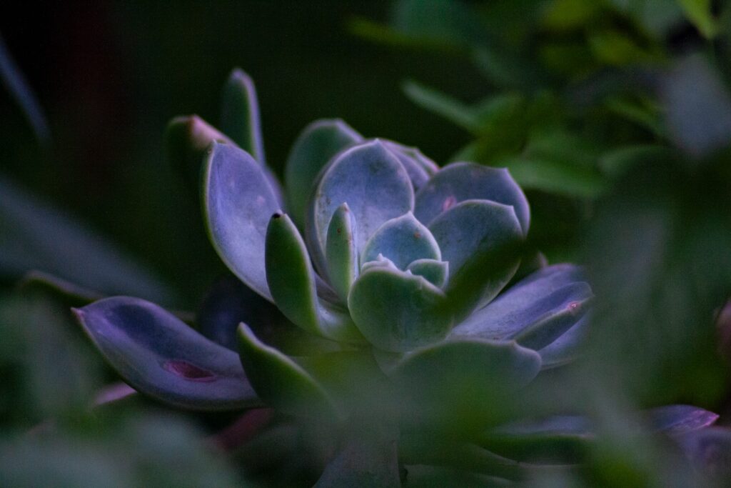 micro succulents - a close up of a plant with green leaves