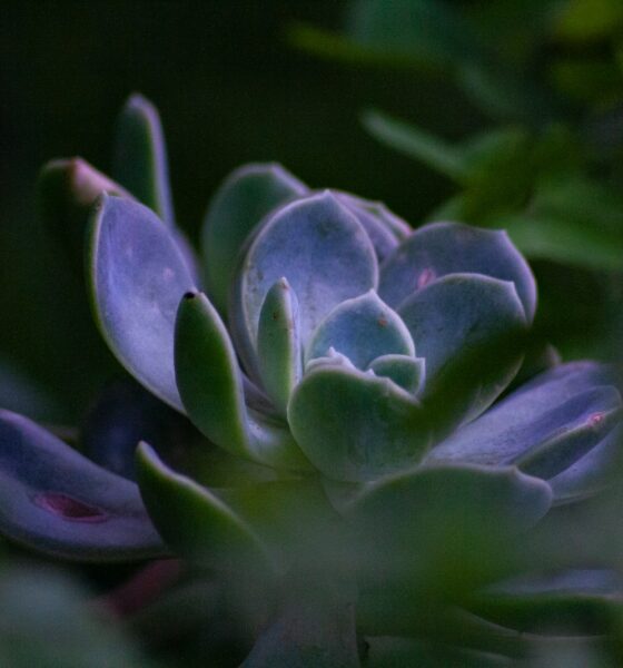 micro succulents - a close up of a plant with green leaves