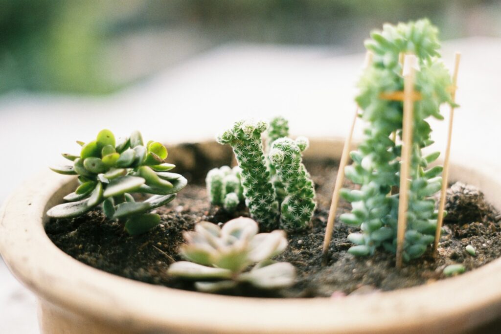 mini succulents - close up photo of green succulent plant