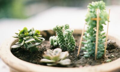 mini succulents - close up photo of green succulent plant