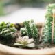 mini succulents - close up photo of green succulent plant