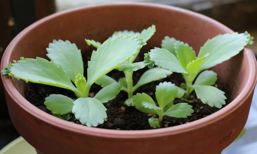 mother of thousands - succulent, pot, plant