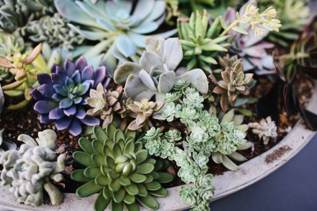 nocturnal succulents - succulent plants on pot