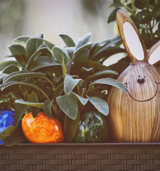 odd looking succulents - Easter Decorations in Plant Pot