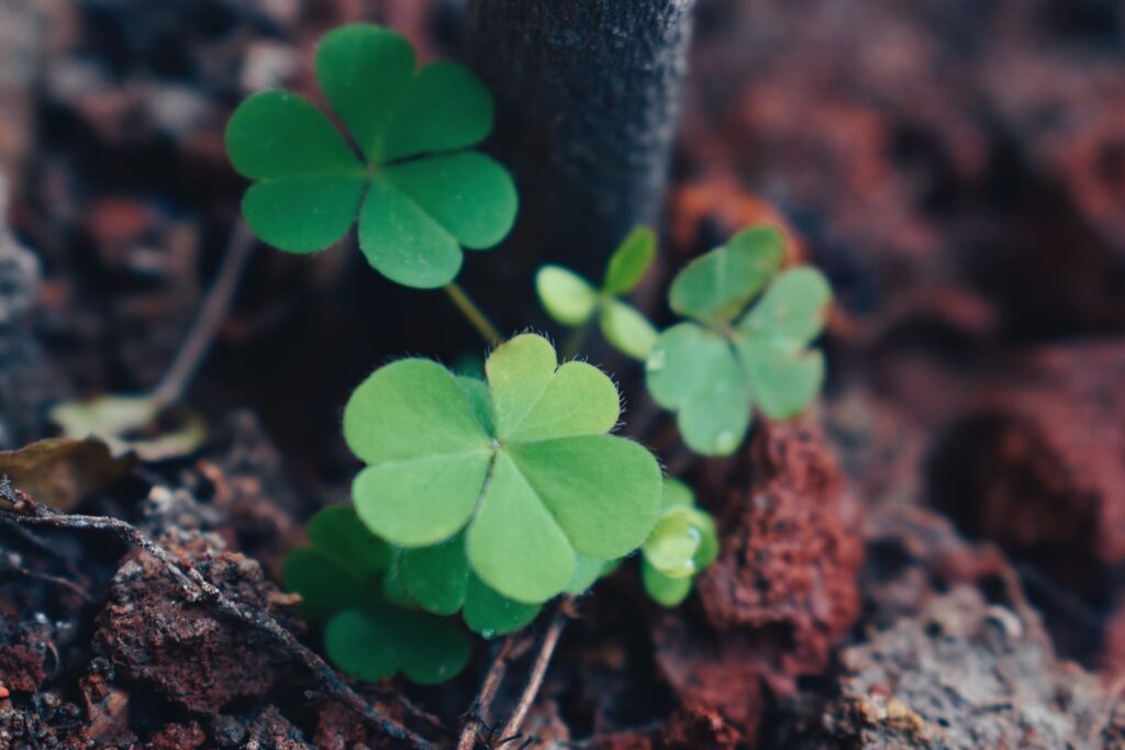 organic matter in soil - a small green plant growing out of the ground