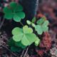 organic matter in soil - a small green plant growing out of the ground