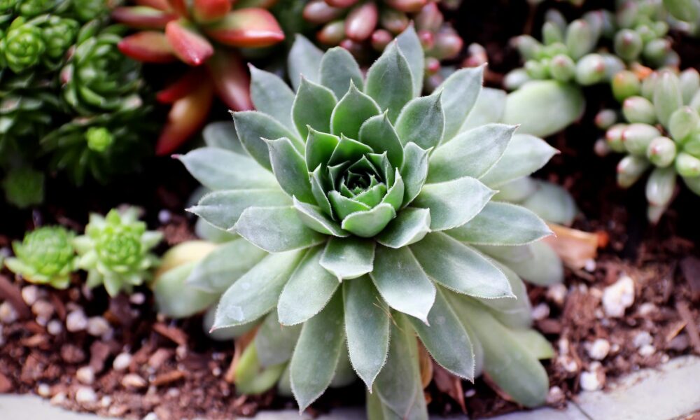 outdoor succulent beds - green and red succulent plant